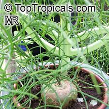 Image result for Bowiea volubilis