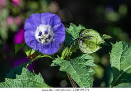 Image result for Nicandra physalodes