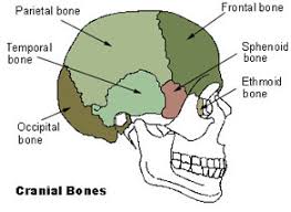They also protect organs inside our body. Seer Training Axial Skeleton 80 Bones