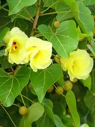 Image result for Thespesia populneoides