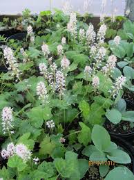 Image result for Faurea rubriflora