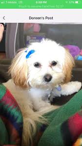 Lost Dogs Goldie and Jake in Lufkin, Texas