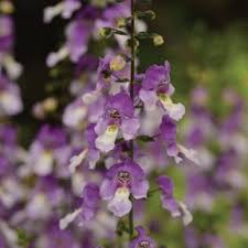 Image result for Angelonia