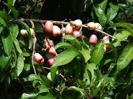 Image result for Anisosepalum