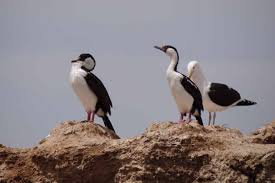 Image result for Justicia incana