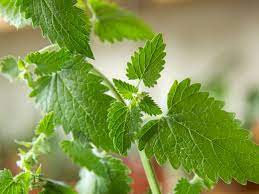 Catnip flower clusters are visited by numerous small beneficial insects. How To Grow Catnip