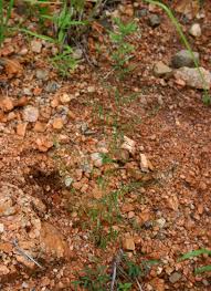 Image result for Phyllanthus pentandrus