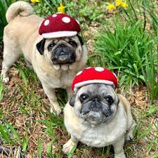 Some Unusual Mushrooms Have Sprouted In Grandma S Garden Mushroom Hats Bonoshatshop Gardeningpugs Mushrooms Pugsinhats