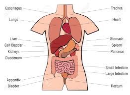 Select from premium female body diagram images of the highest quality. Internal Organ Chart Banabi