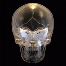 The sphenoid bone is situated at the base of the skull in front of the temporals and basilar part of the occipital. File Sphenoid Bone Animation 02 Gif Wikimedia Commons