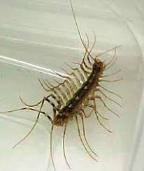 Maybe you would like to learn more about one of these? House Centipede Plant Pest Diagnostics