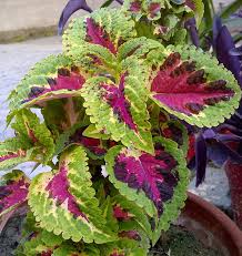 Image result for Coleus calycinus