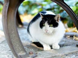 Black And White Cat With Green Eyes Black And White Cats With Green Eyes Google Search Funny Cats Funny Cat Wallpaper Kitten Breeds