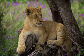 Pin On Zoo Wildlife Careers