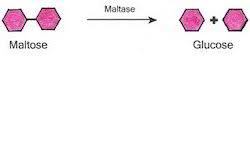 Последние твиты от maltase (@maltasedaenzyme). Maltase à¤® à¤² à¤Ÿ à¤œ In Sector 19 Gurgaon Avanscure Lifesciences Private Limited Id 9733072597