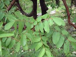 Image result for Lannea discolor