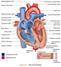 Heart Parts Flashcards Flashcards Parts Cards