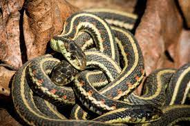 Snake (alternatively worm) is a common name for a 2d game built on a simple game design with a fixed wall along game area inside which the snake moves and whose edges. Time For Kids Social Snakes