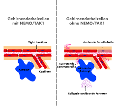 Hauptbe­standteil dieser schranke sind endothelzellen. Von Blutschranken Und Mausen Mit Jetlag Studentenpack