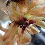 Image result for Bulbophyllum schinzianum
