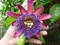 Image result for Passiflora quadrangularis