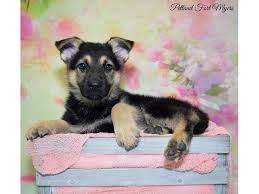 Alabama alaska arizona arkansas california colorado connecticut delaware district of columbia florida georgia hawaii idaho illinois indiana iowa kansas kentucky louisiana maine maryland massachusetts michigan minnesota breed: German Shepherd Dog Female Black Tan 2651031 Petland Fort Myers Florida