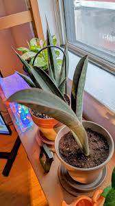 Image result for Sansevieria