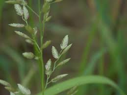 Image result for Eragrostis cilianensis