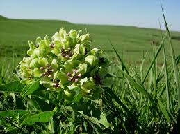 Image result for Fuirena leptostachya