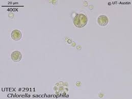 Image result for Microchloa altera