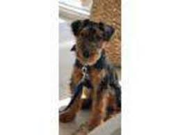 Dezrez one step beyond dam : Puppyfinder Com Welsh Terrier Puppies Puppies For Sale And Welsh Terrier Dogs For Adoption Near Me In Florida Usa Page 1 Displays 10
