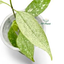 Image result for hoya multiflora