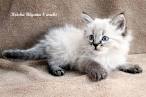 Kittens For Sale - Siberian Cats