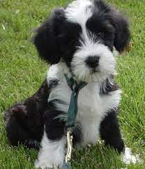 Tibetan Terriers Tell Me About Them Please Singletrack Forum Tibetan Terrier Dog Breeds Terrier Puppy