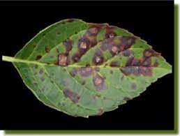 Soil and planting needs for hydrangea bushes. Gardening With Dagardenguy Hydrangea Leaves Hydrangea Diseases Hydrangea Care