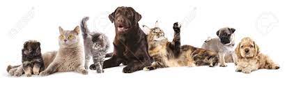 In a small beautiful city, families of cats and dogs live in cozy houses. Group Of Cats And Dogs In Front Of White Background Stock Photo Picture And Royalty Free Image Image 20986478