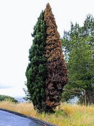 The executive producers are kirkman, david alpert, greg nicotero, gale anne hurd, scott gimple, andrew. A Half Dead And Half Alive Tree Interestingasfuck