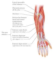 The forearm is divided into two compartments (a ventromedial or flexor compartment and a dorsolateral or extensor compartment). Forearm Anatomy Tendons Anatomy Drawing Diagram