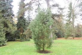 Image result for Callitris