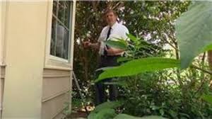 Maybe you would like to learn more about one of these? Cornmeal Vs Ants Does It Work Maybe Click To Learn Pest Strategies