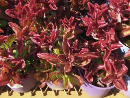 Image result for Kalanchoe glaucescens