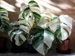 How The Variegated Monstera Became An Instagram Obsession La Residence Plant Care Tips And More Variegated Plants Plant Care Houseplant Plants