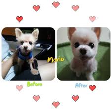 They actually know what we as owners want. Pet Grooming Services Grooming Studio Sg