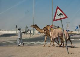 There are hundreds of thousands of camels roaming the outback. Road And Street Signs Part 4 Smashing Magazine