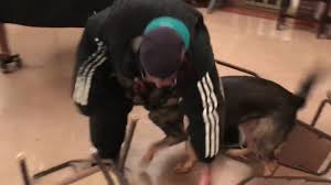 The karma dog training board and train program is offered in two distinct ways: Dog Board And Train In Seattle Wa Nitro K 9 Llc