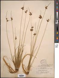 Image result for Platycaulos