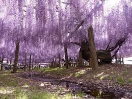 Image result for Wisteria