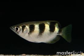 The archer fish can also be called the banded archer fish and stems from rivers and streams throughout asia. Archer Fish Toxotes Jaculator Online Shop