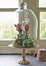 Plant A Beautiful Terrarium Beautiful Terrariums Plants Orchids
