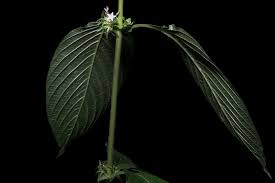 Image result for Sabicea bequaertii